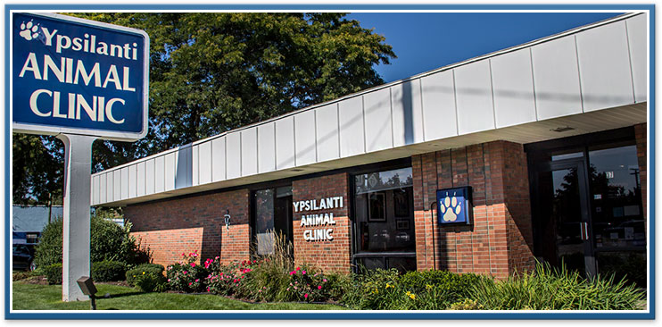 Animal doctor, vet in Ypsilanti, Ann Arbor, Belleville, Canton, and Pittsfield MI area